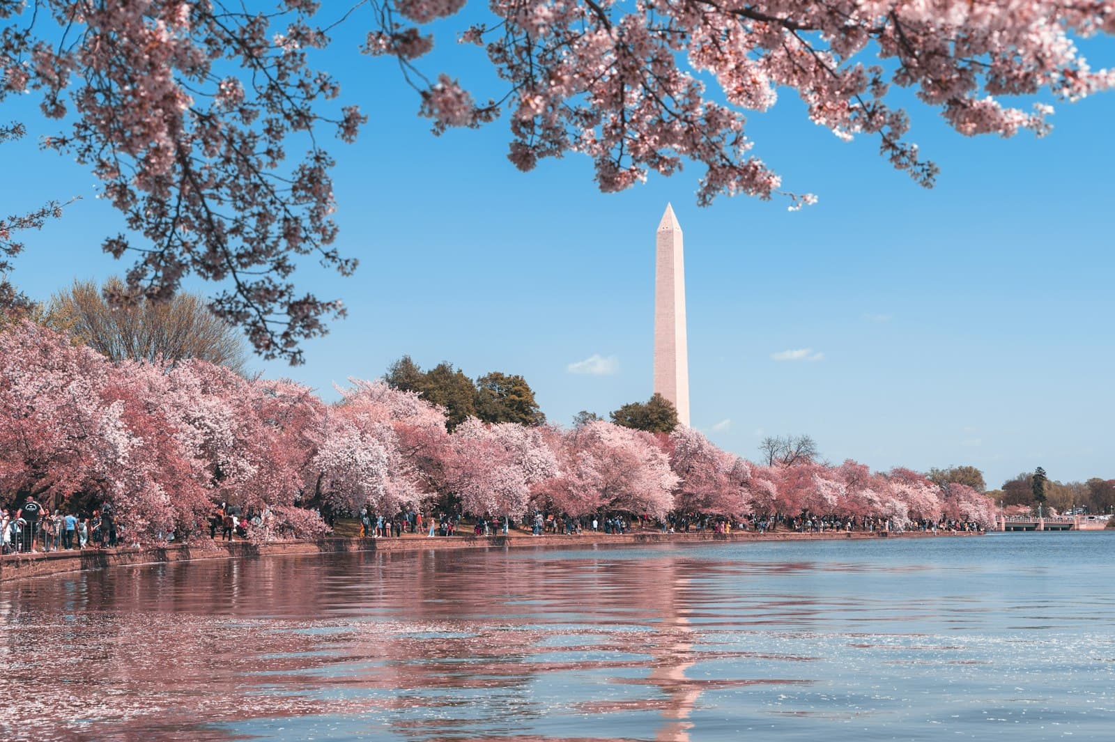 The Washington Monument framed by cherry blossoms over the Tidal Basin in Washington, DC